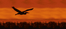 bird_at_sunset-animated.gif