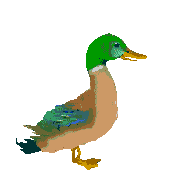 duck-kit-animated.gif